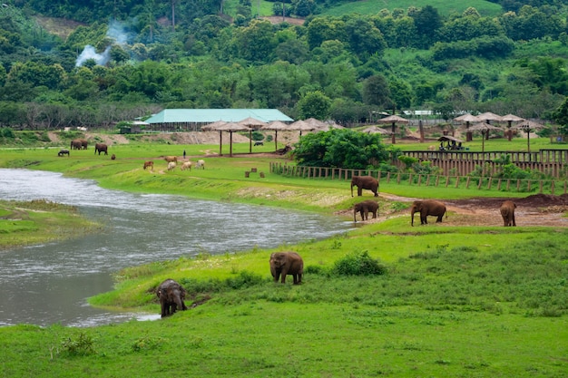 Trekking d'éléphants à travers la jungle à Maetaman et Mae Wang Elephant Camp Chiangmai dans le nord de la Thaïlande