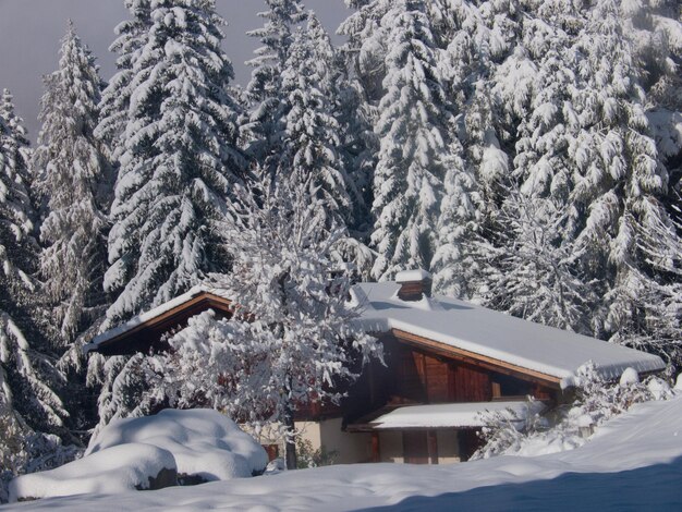 Photo tréléchampchamonixhaute savoiefrance