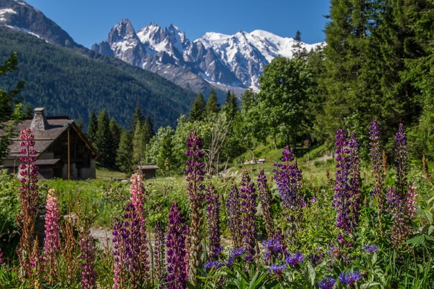 Tréléchampchamonixhaute savoiefrance