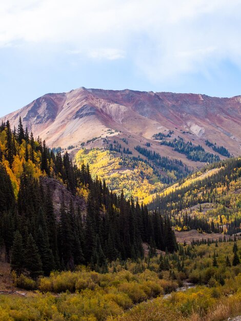 Trembles jaunes en automne, Colorado.