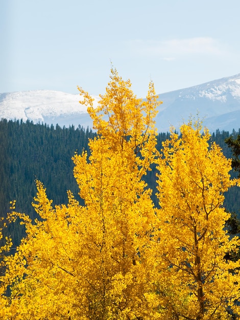 Trembles jaunes aux beaux jours d'Autun dans le Colorado.