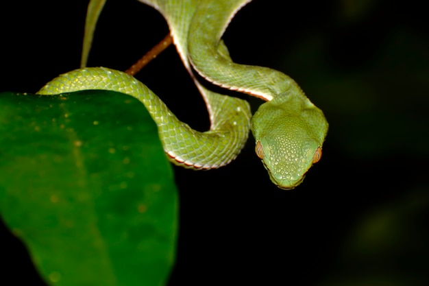 Photo trempeur vert de vogel trimeresurus vogeli