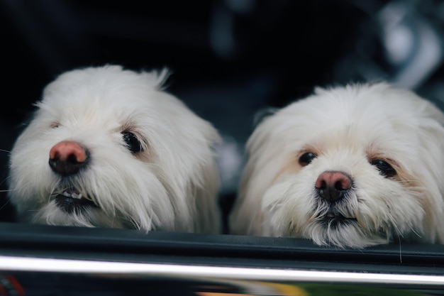 très beau bébé chien