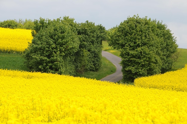 Un très beau champ de fleurs jaunes