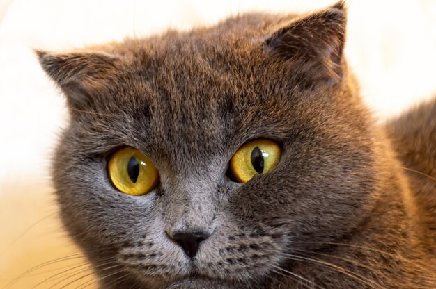 Photo très beau chat gris avec des yeux jaunes inhabituels