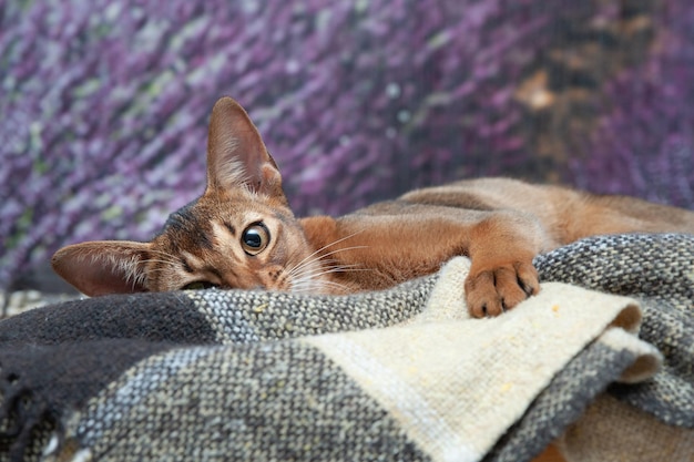 Très beau chaton chat Abyssin sur le fond d'un champ de lavande en regardant la caméra