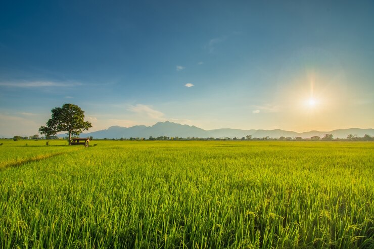 Un très beau coucher de soleil dans les montagnes appelé Doi Nang Non. La vue de face est un champ vert. Le paysage qui brille à travers les nuages orange.