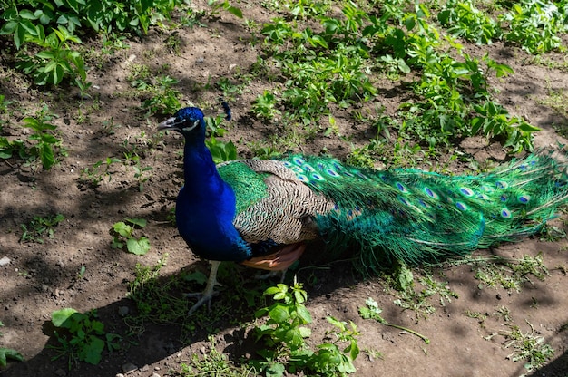 Un très beau paon se promène dans l'enclos