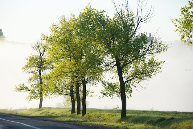 Très beau paysage avec brouillard et nature verte en République de Moldavie Nature rurale en Europe