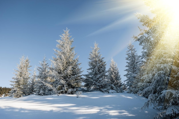 Photo très beau paysage d'hiver avec forêt enneigée