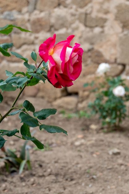 Une très belle rose rouge se détache sur les feuilles vertes qui l'entourent dans un cadre naturel