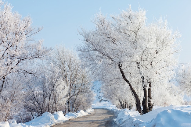 Très belle route d'hiver et arbres avec givre