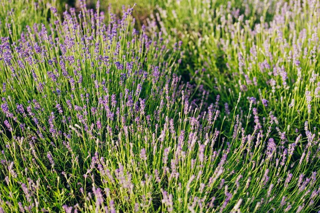 Très belle vue sur les champs de lavande. Fleurs de lavande en fleurs de champs parfumés en rangées interminables. Région Provence de France.