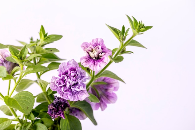 De très belles fleurs de pétunia violet ont fleuri sur fond blanc.