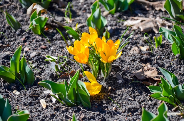 Très belles fleurs de printemps dans le parc de Minsk.