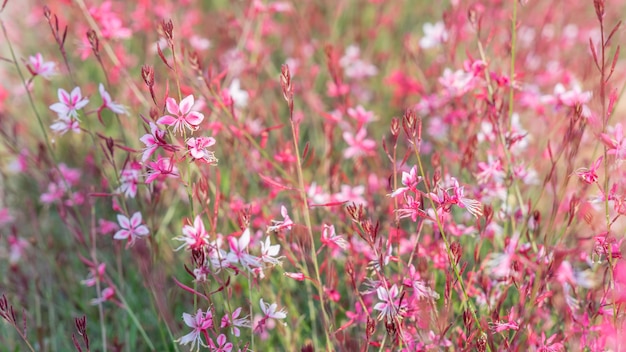 Très belles fleurs violettes, Chypre.