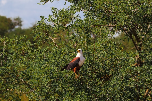 Très grand pêcheur aigle sur l'arbre. Serengeti, Tanzanie