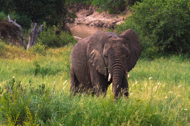 Très gros éléphant dans la savane verte. Tarangire, Tanzanie