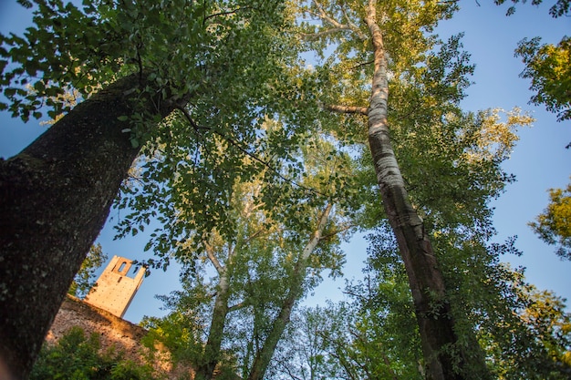 Très haut platane pris d'en bas