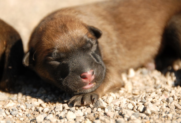 Très jeune chiot