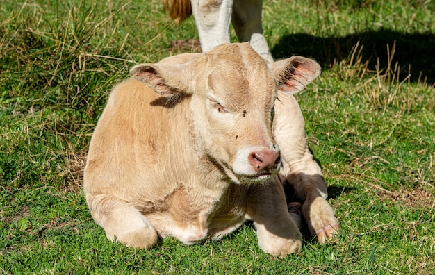 Très jeune veau assis sur l'herbe