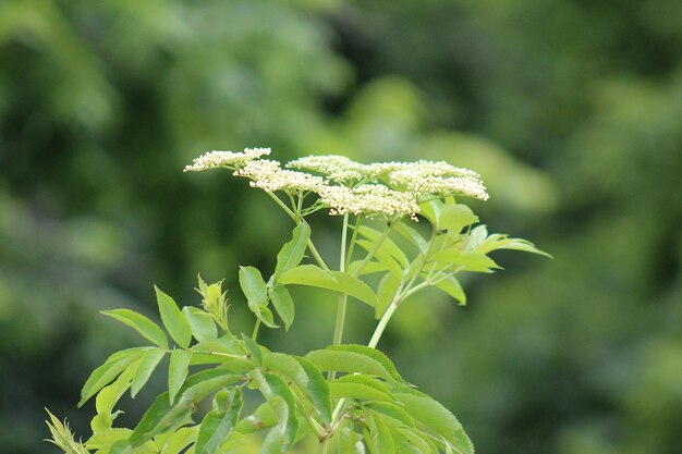 Très jolies fleurs en été