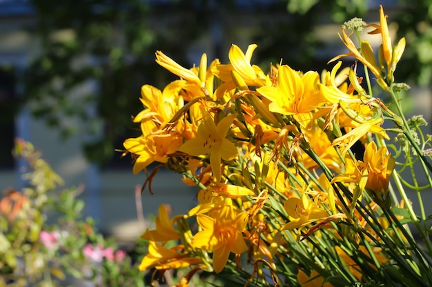 De très nombreuses fleurs de lys jaunes avec mise au point sélective dans un jardin botanique