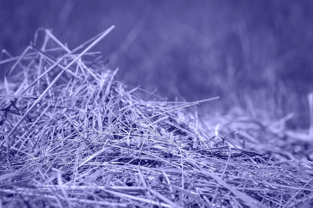 Photo très péri. couleur de l'année 2022. violet, couleurs pourpres. herbe sèche tondue sur le gros plan. foins. botte de foin se bouchent. fond naturel de foin