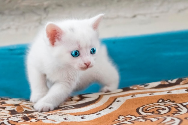 Très petit chaton