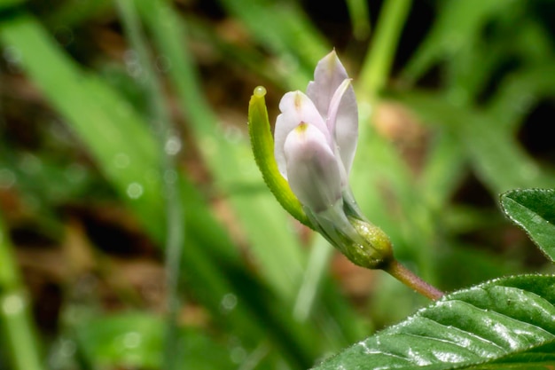 Très Petite Fleur Dans Le Jardin