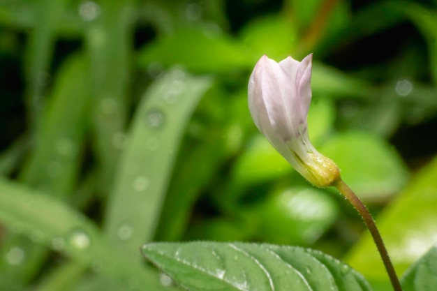 Très petite fleur dans le jardin