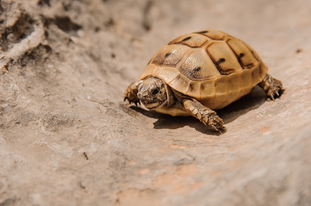 Très petite tortue rampe sur le sable