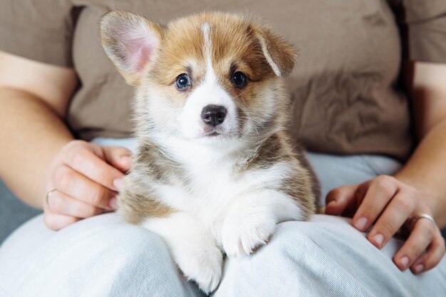 Un très sérieux et charmant chiot de corgi gallois est assis sur les genoux de sa maîtresse et regarde dans la caméra