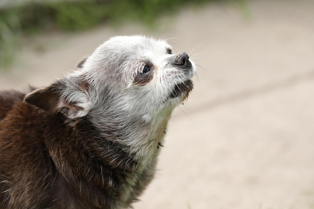 Très vieux chien mignon aux cheveux gris de race chihuahua