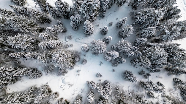 Tress sous la neige