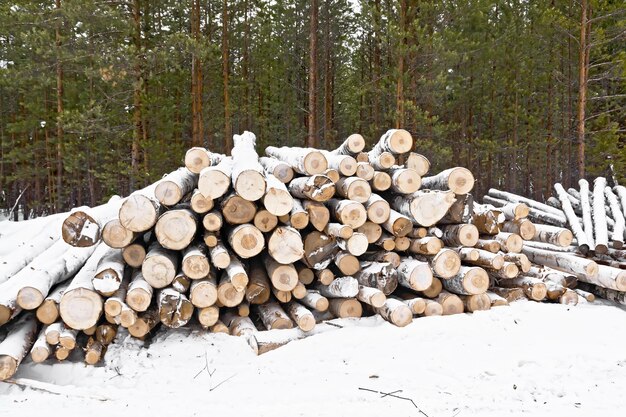 Tréteau en bois récolté dans la forêt