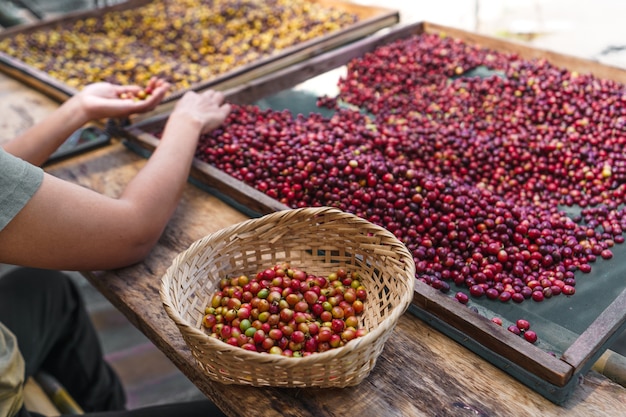 Tri des grains de café cerise, tri des grains de café mains