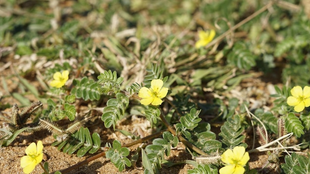 Photo tribulus terrestris également connu sous le nom de caltrop tribulus catshead common dubbletjie puncturevine tête de chèvre devils thorn devils weed small caltropsland calotrops calthrop devils eyelash