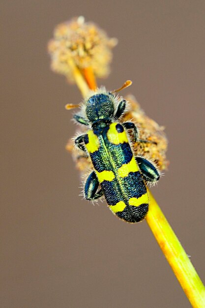 Trichodes leucopsideus famille Cleridae sous-famille Clerinae