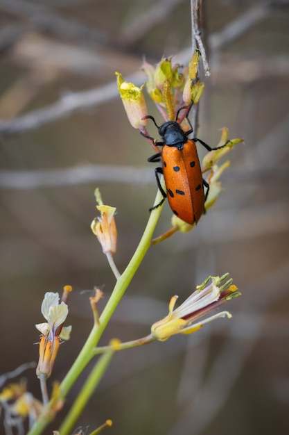 Trichodes octopunctatus. Beetle avec huit points dans leur environnement naturel.