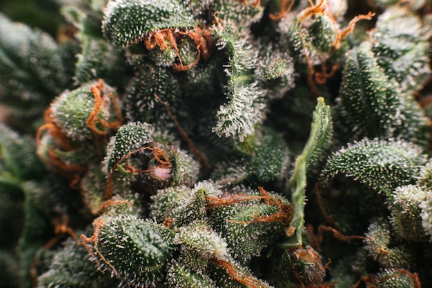 Trichomes marijuana cannabis