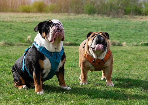 Tricolore rouge et noir English British Bulldogs en promenade debout sur l'herbe au printemps