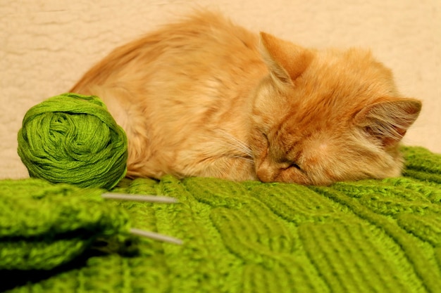 Des tricots tricotés délicats vous réchaufferont les jours froids un chat rouge endormi sur une couture de tricot vert et un écheveau de fil à proximité de l'espace pour le texte