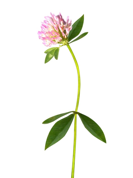 Trifolium pratense ou trèfle rouge est utilisé dans la médecine alternative et traditionnelle