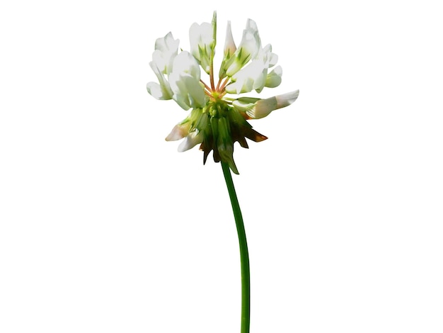 Photo trifolium repens ou trèfle blanc est considéré comme un médicament populaire contre les vers helminthes intestinaux