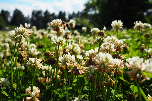 Trifolium repens trèfle blanc une plante vivace herbacée de la famille des fèves Fabaceae connue sous le nom de Leguminosae Plante vivace herbacée C'est une croissance basse avec des têtes de fleurs blanchâtres Carélie