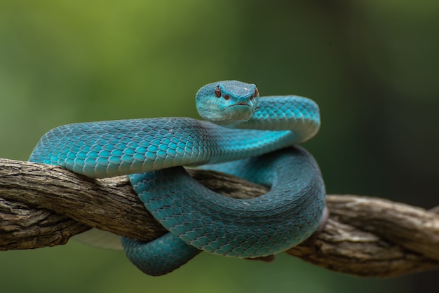 Trimeresurus insularis