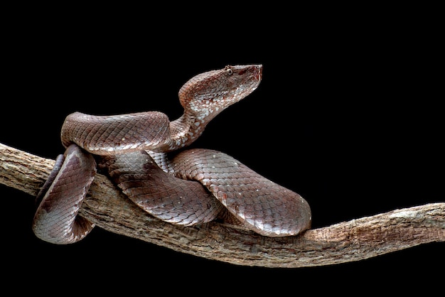 Trimeresurus puniceus serpent Trimeresurus puniceus tête gros plan