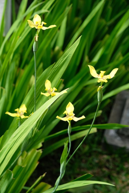 Trimezia Fosteriana est une espèce de plante bulbeuse de la famille des Iridaceae Fleur jaune