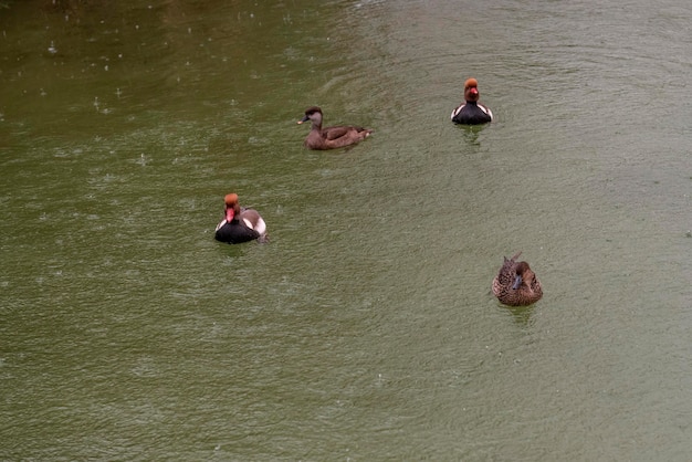 Un trio de canards pochards à croix rouge sur des eaux calmes